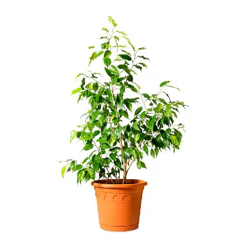 Ficus Benjamina Plant